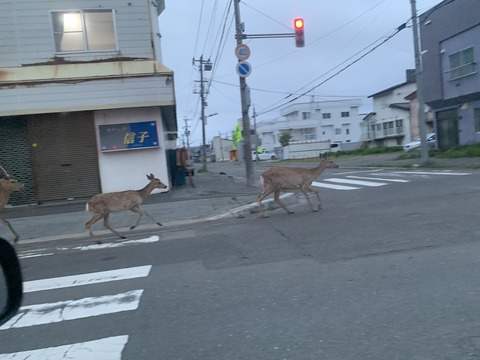 稚内へレッツゴー(^^)/